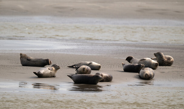Phoque gris,