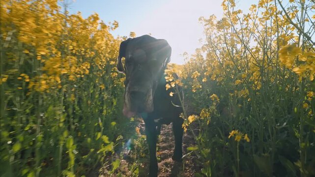 Great dane dog walking forward camera yellow flowers field summer day wide angle view close up shot slow motion countryside commercial veterinary pet care concept