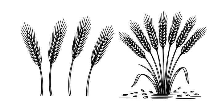 Wheat Stalks and a Wheat Plant Growing From Seeds in a Black and White Illustration Featuring Agriculture, Farming, Crop with Harvest and Grain