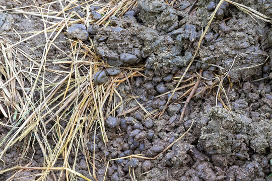 Closeup of animal manure mixed with straw on a farm ground