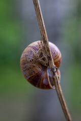 Macro shot of brown snail shell sleeping on dry grass stem outdoor © abramov_jora