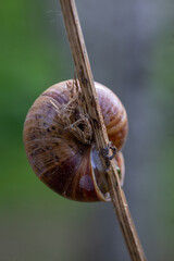 A detailed macro photography of a garden snail attached to a dry branch against a soft green bokeh background © abramov_jora