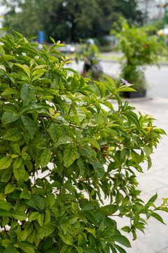 Lush green foliage with vibrant leaves showcasing nature's beauty.