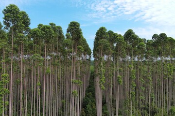 Fototapeta premium Drone view of eucalyptus trees in an industrial plantation forest. Symmetrical rows, lush green canopy, sustainable timber production, environmental conservation, and forestry management.
