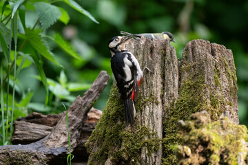 Pic épeiche, Mésange charbonnière, © JAG IMAGES