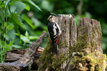 Pic épeiche, Mésange charbonnière, © JAG IMAGES