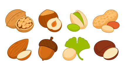 Set of assorted nuts and acorn in cartoon vector style © Alan