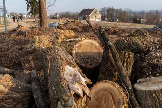 Freshly cut tree logs, wood chips, bark pieces and debris piled near a path after tree removal. Useful for forestry, arborist work, landscaping, deforestation, timber, firewood and environmental conce