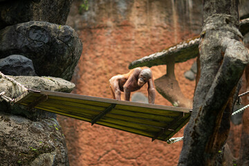 Obraz premium An orangutan is positioned on a wooden platform suspended within a zoo enclosure.