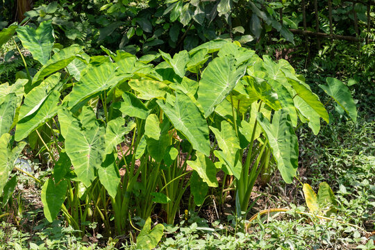 Lush green taro plant growing in a natural garden setting