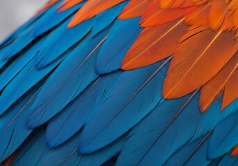 Obraz premium Bright orange and blue parrot feathers close up view