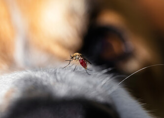 close-up insect mosquito drinking blood from dog's nose causing itching © nataba