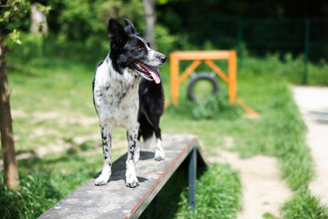 Cute Border Collie on dog walk at training ground. Space for text © New Africa