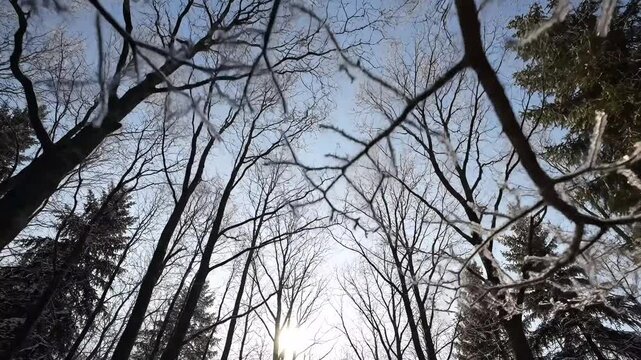 Looking up through bare winter branches towards a bright, cold sky
