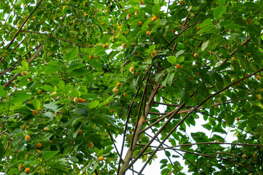 Burflower, Kadam tree with green leaves and spherical yellow flower heads