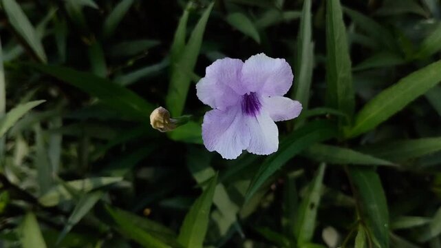 Beautiful purple Ruellia simplex or Mexican petunia or Kencana ungu flowers are blooming in the garden