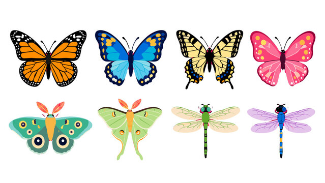 Set of colorful butterfly moth and dragonfly vector insects