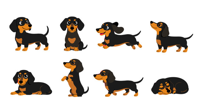 Cute dachshund cartoon set in different poses on white