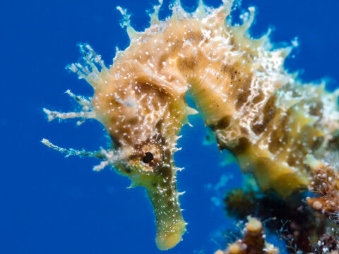 Seahorse Hippocampus guttulatus from Cyprus