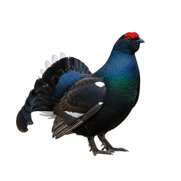 Black grouse (Lyrurus tetrix), male game bird, blackcock, isolated on transparent background. Fauna and biodiversity. Types of animals