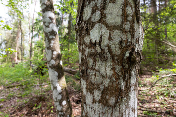 Obraz premium Lichen Covered Tree Bark in Trakai Historical National Park