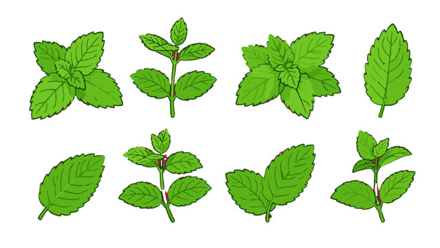 Set of green mint leaves and sprigs in hand drawn style