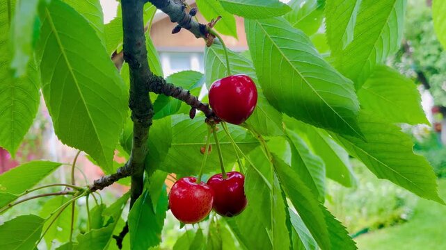 Ripe juicy red sweet cherries on the tree on sunny day