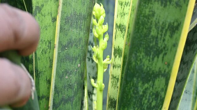 Dracaena trifasciata in flowering time. It&nbsp;is a&nbsp;species&nbsp;of&nbsp;flowering plant&nbsp;in the&nbsp;family&nbsp;Asparagaceae.  Its common name is&nbsp;snake plant,&nbsp;Saint George sword,&nbsp;mother-in-law tongue , and&nbsp;viper bowstring.