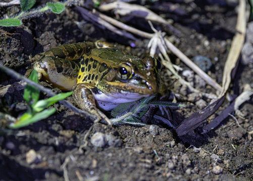 A leopard frog captured in a pond in Costa Rica