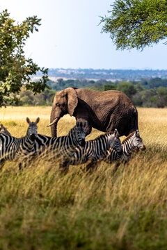 Herd of Zebra stand in front of a large male elephant on the plans of the Serengeti in Tanzania
