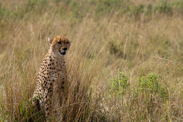 proud cheetah surveys its territory © Tim