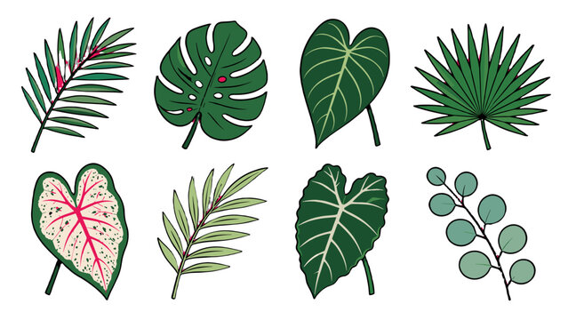 Set of hand drawn tropical leaves isolated on white background