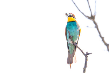 Fototapeta premium European bee-eater perched on a bare wooden branch against a soft, blurry blue background.
