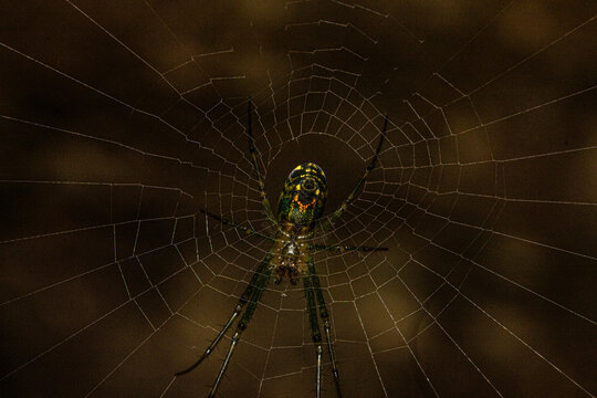 Orchard Orbweaver