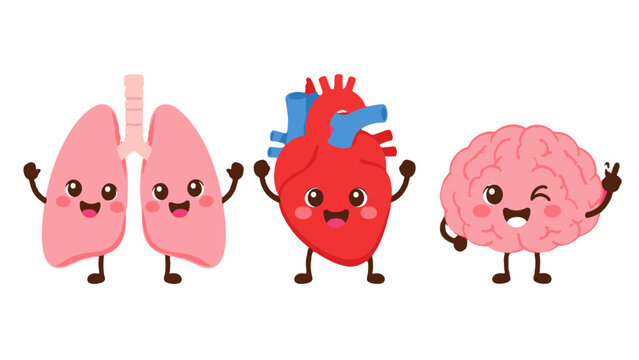 Cute cartoon lungs heart and brain characters illustration