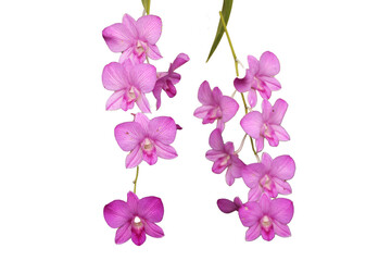 Obraz premium Exotic purple orchid flower blooming gracefully, symbolizing beauty, elegance isolated on Transparent background