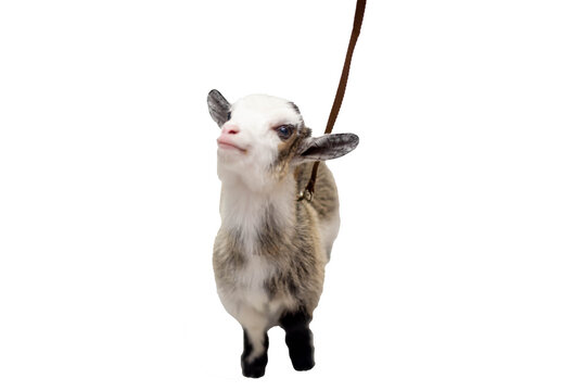  close up on a Mini Pygmy Goats on dog leash isolated on Transparent background