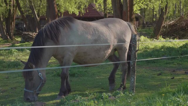 Brown stallion eating grass in a green paddock fenced with wire.