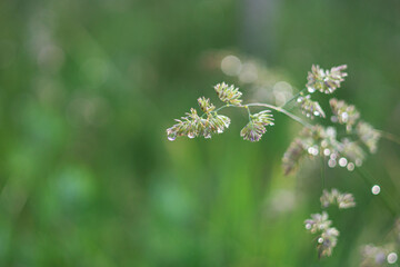 wieś, pole,  promienie, słońce,  liście, natura, krajobraz, łąka, , woda, deszcz, krople, roślina © Estera