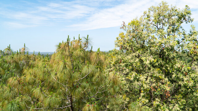 Scenic green forest landscape under blue cloudy sky

