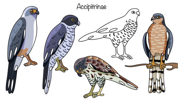 Accipitrinae