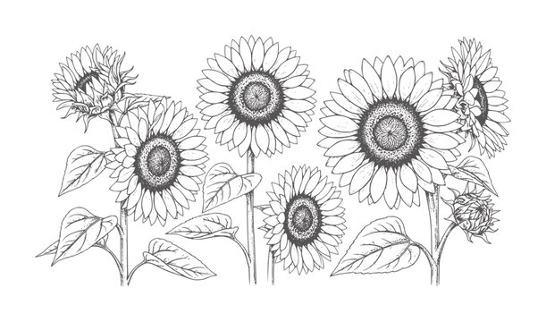 Black and white line of a cluster of sunflowers with petals and leaves botanical