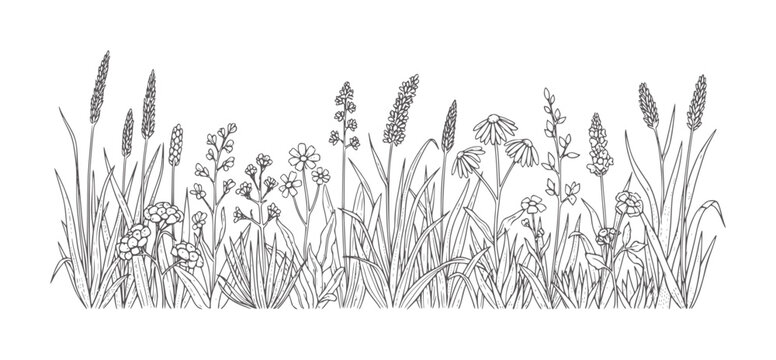 Black and white line of diverse wild grasses and wildflowers botanical