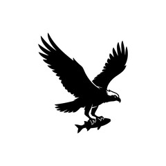 Fototapeta premium Flying Bald Eagle black and white Silhouette vector, A Bald Eagle black Silhouette Vector isolated on a white background