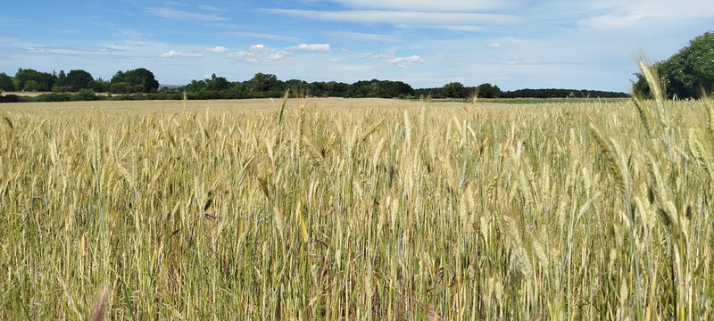 Campo de trigo maduro en verano