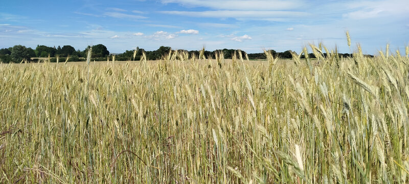 Campo de cereales bajo un cielo azul