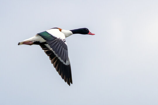 Male Common Shelduck Flying