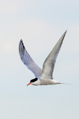 Fototapeta premium Common Tern in Flight