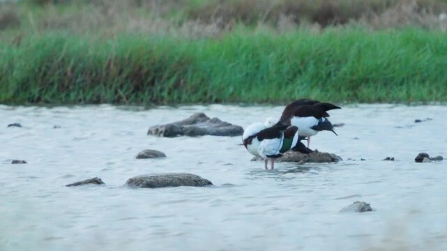 Radjah Shelduck in lake found in Thailand, this is a rare migratory waterfowl from Australia and New Guinea.