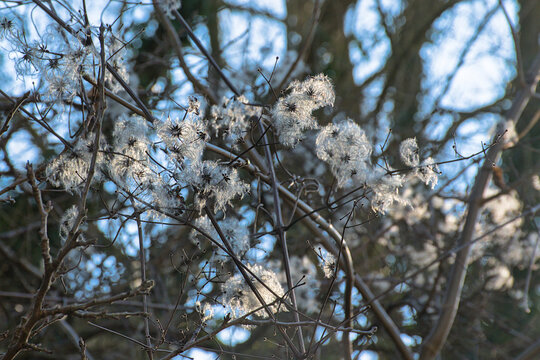 Fluffy white clematis vitalba seeds with spots off sunlight with dark bokeh branches and blue sky background 